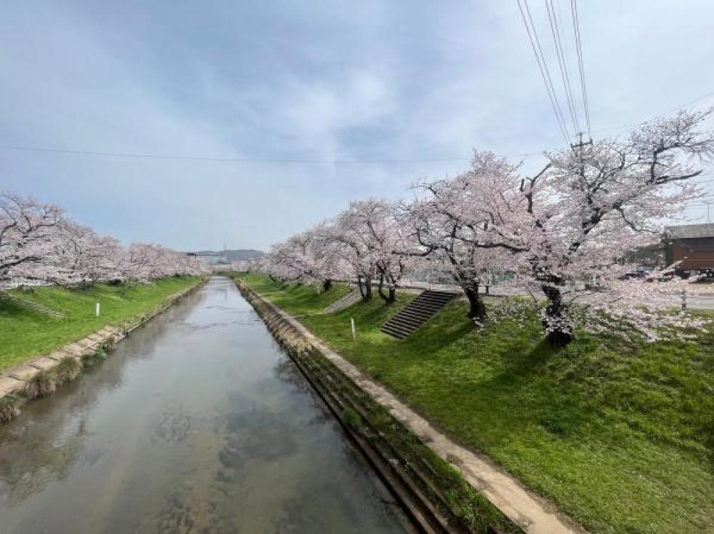 電車で桜まつりに行きました🌸