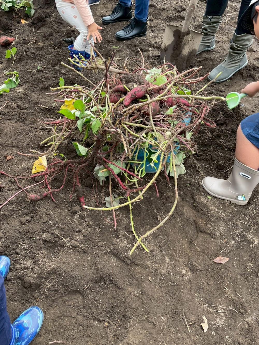 🍠いもほり🍠