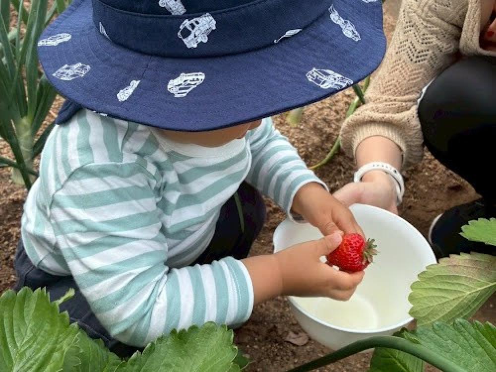いちご狩り🍓🍓