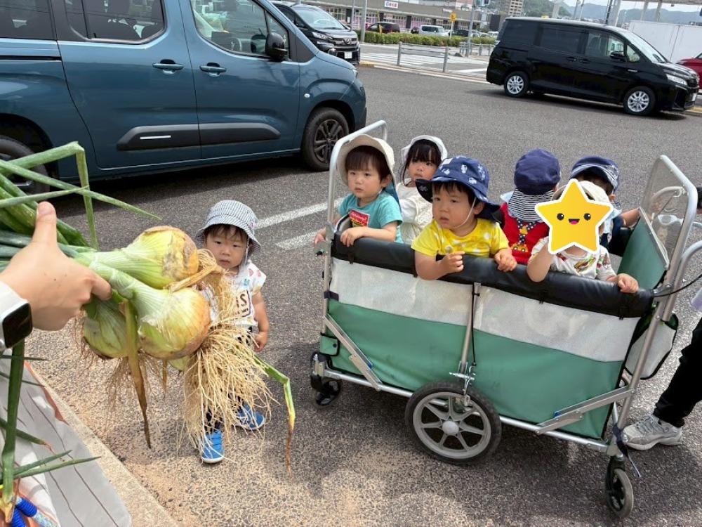 玉ねぎ収穫したよ！🧅
