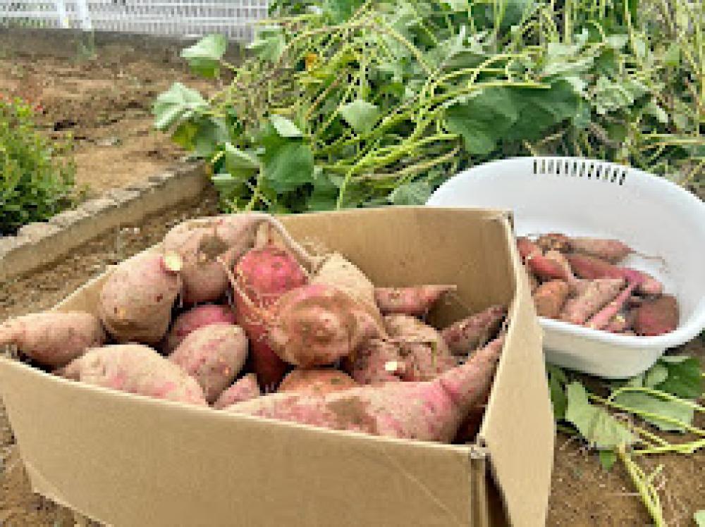 お芋掘りしたよ🍠