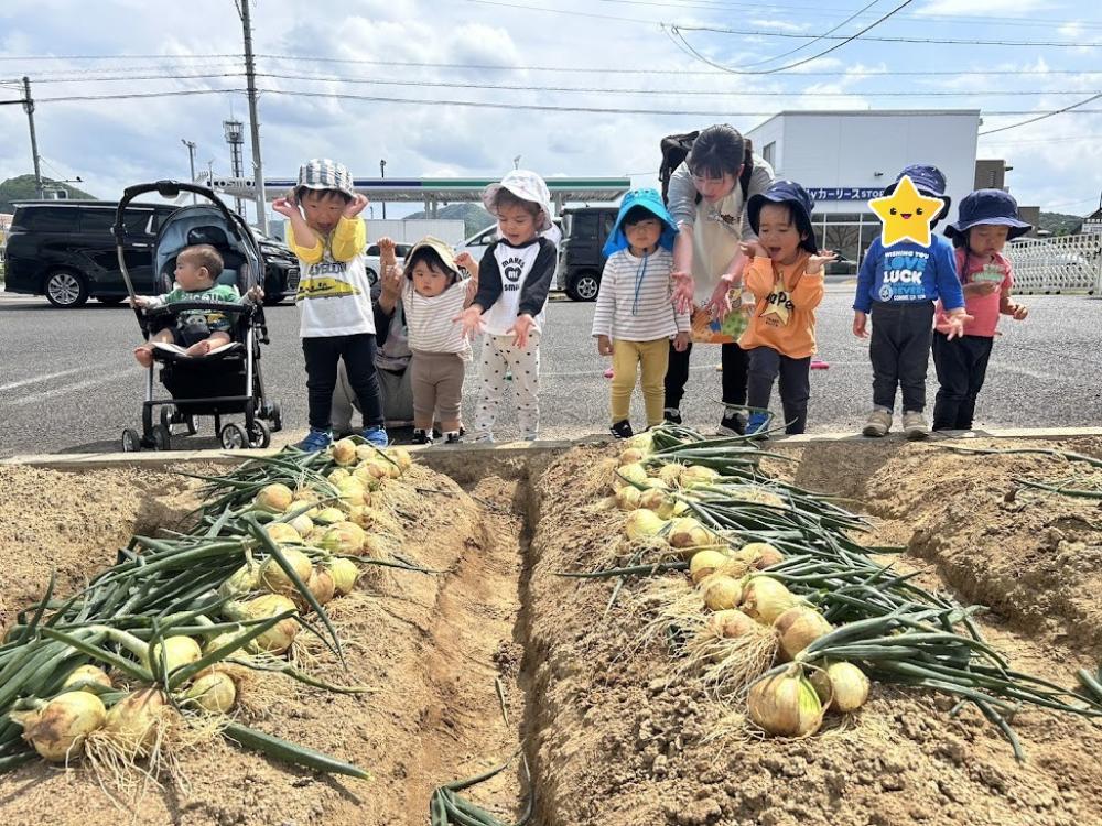 玉ねぎを収穫しました！🧅