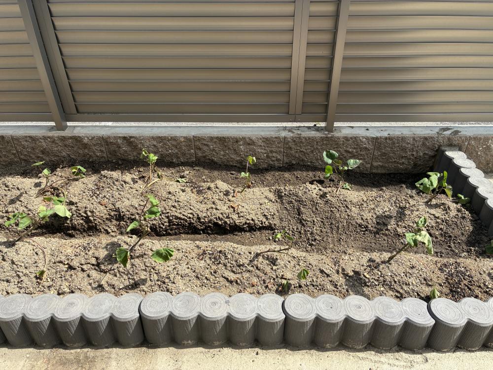 苗を植えました🌱